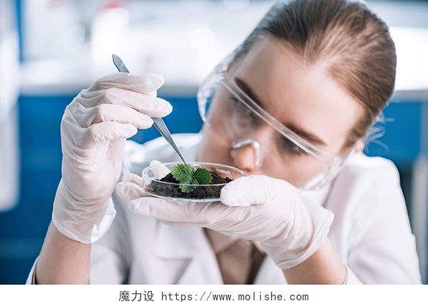 生物化学家观察绿色植物绿色植物附近带镊子的护目镜中的有吸引力的生物化学家 